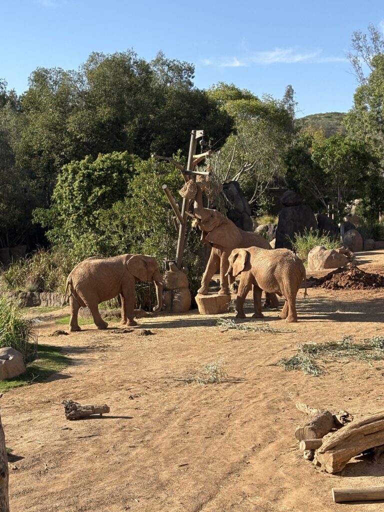Elephant matriarch, Swazi parenting her teens, a master class in parenting